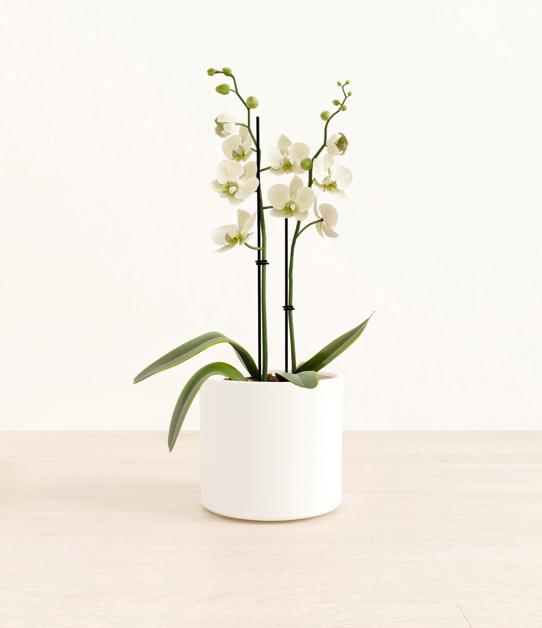 0000_282-M-PHLWHT-ME-WHT46M.jpg