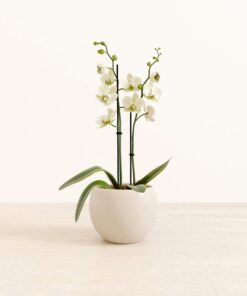 White Orchid - Medium Monet