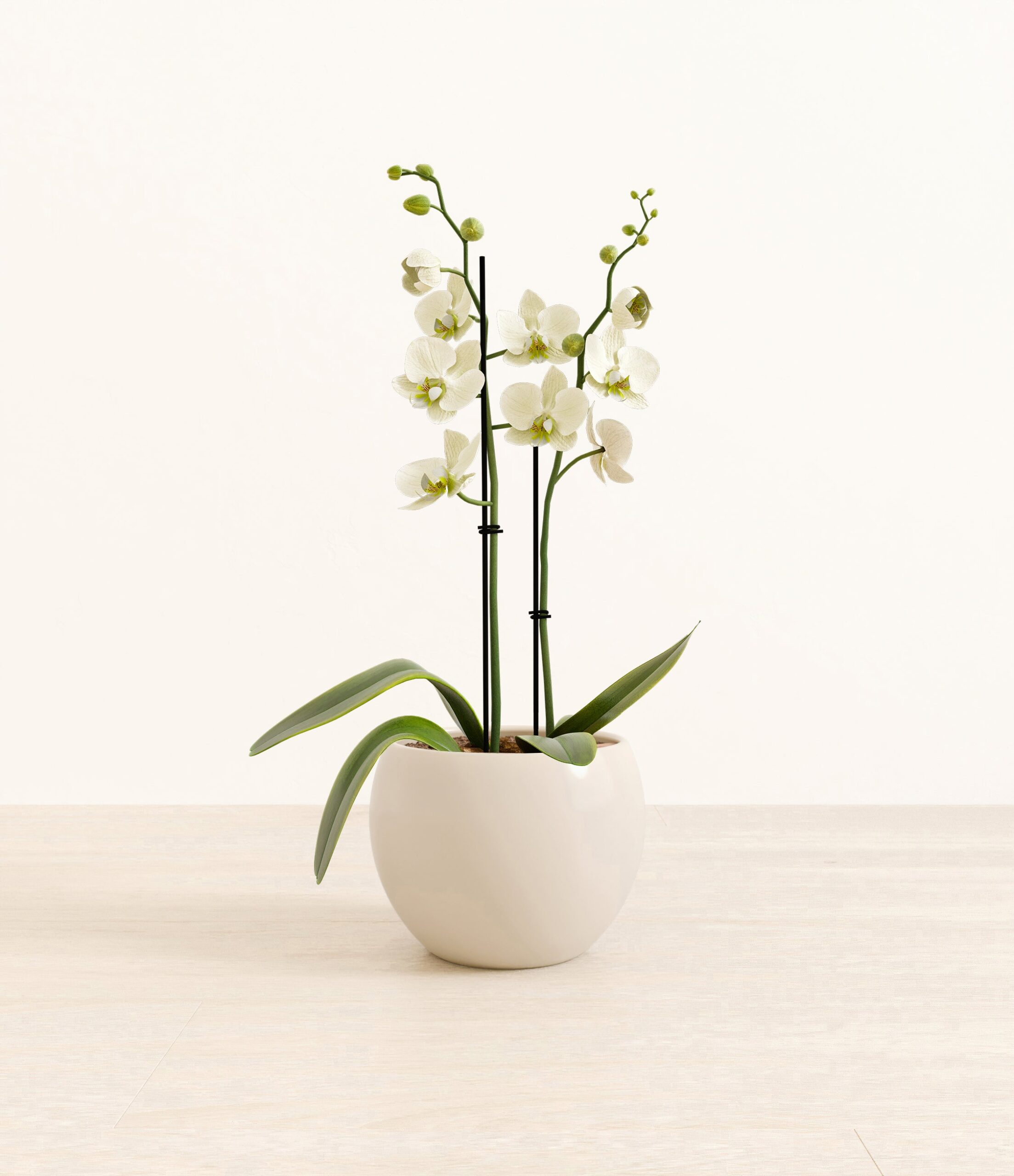0000_282-M-PHLWHT-MM-WHT42G.jpg