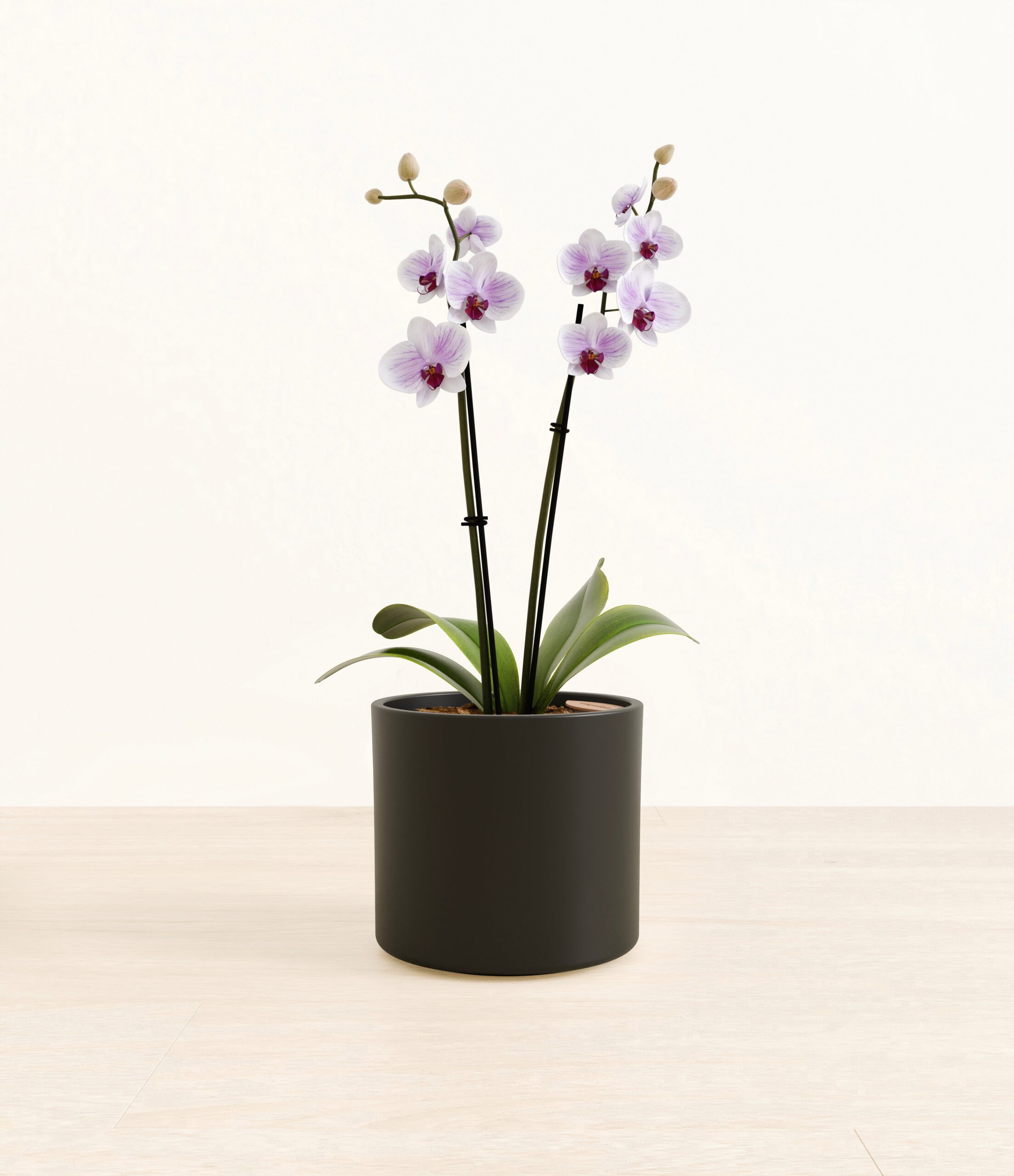 0000_Striped_white_orchid_era_white_copy_3.jpg