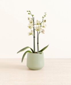 White Orchid - Medium Amber