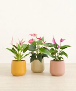 Blooming Trifecta