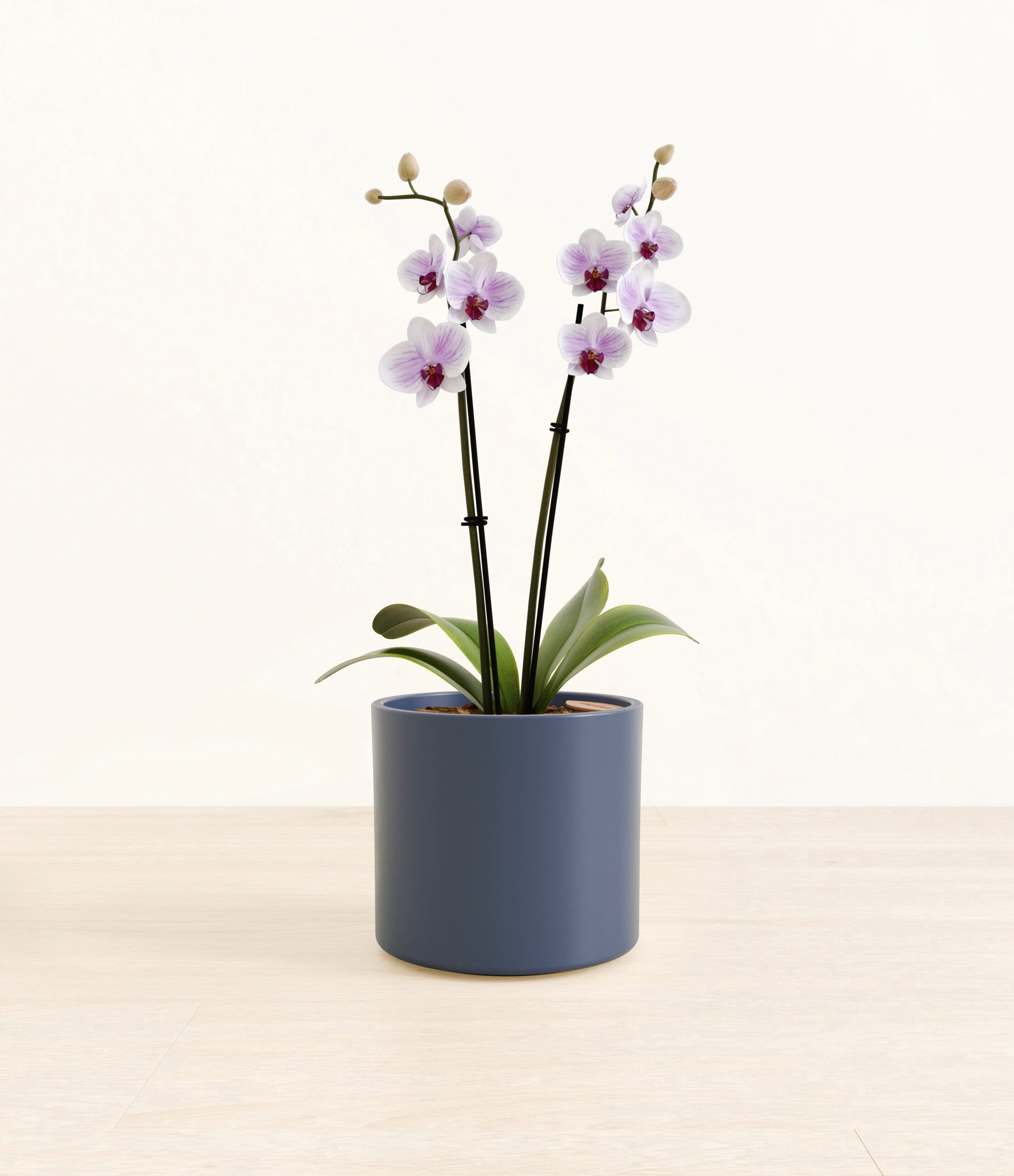 0001_Striped_white_orchid_era_white_copy_2.jpg
