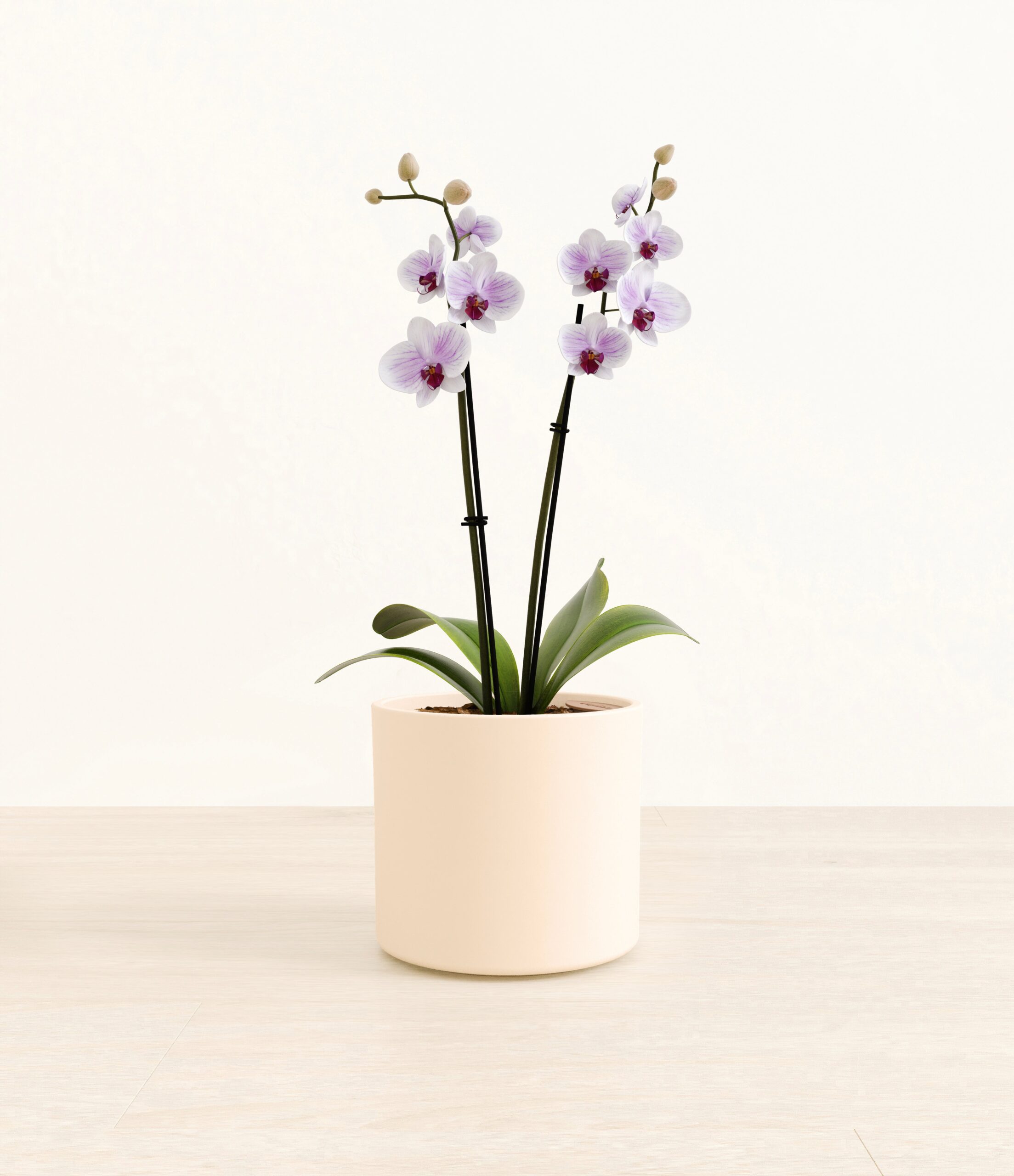0002_Striped_white_orchid_era_white_copy.jpg
