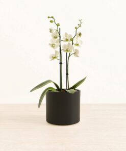 White Orchid - Medium Era