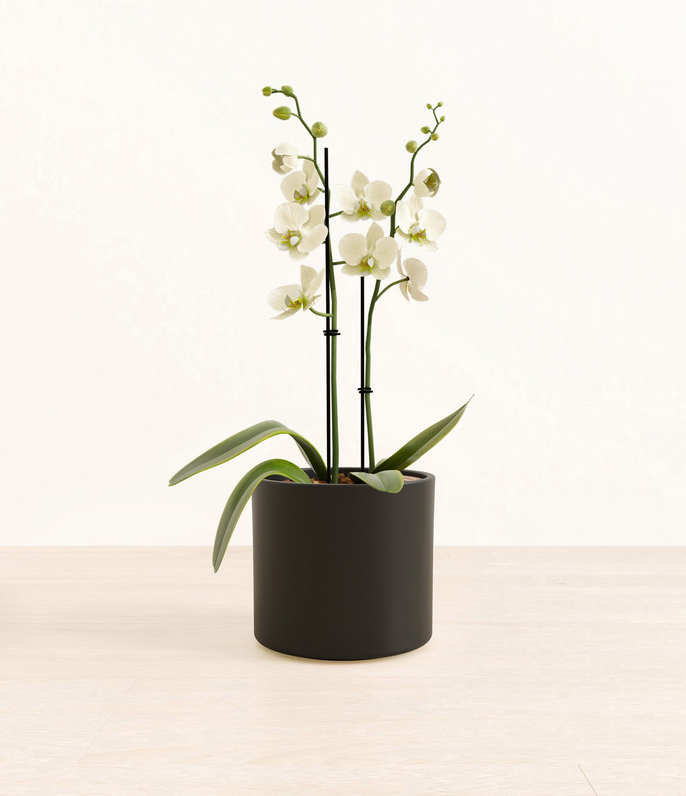 0003_282-M-PHLWHT-ME-BLK45M.jpg