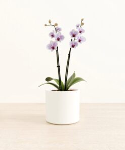 Striped White Orchid - Medium Era