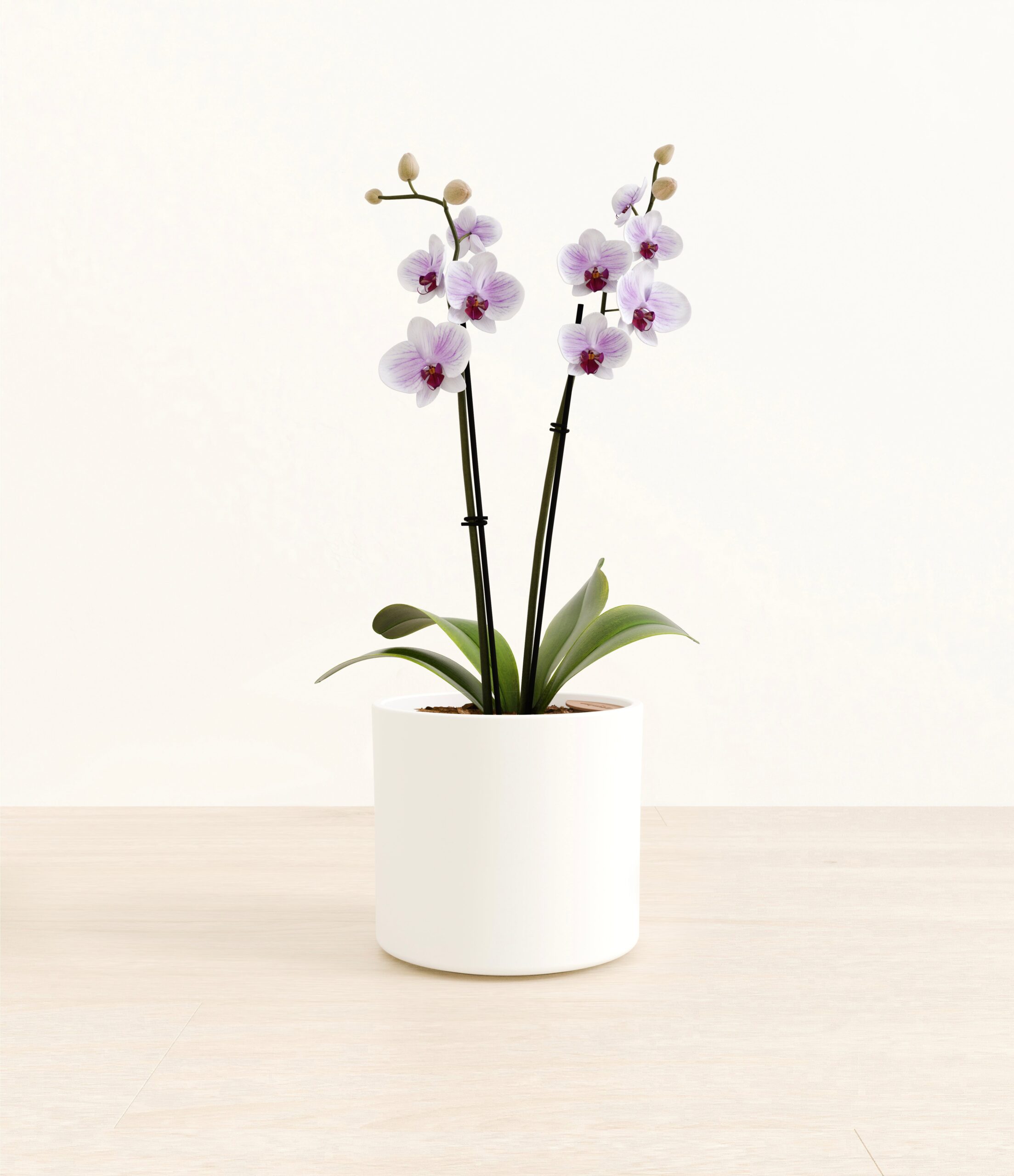 0003_Striped_white_orchid_era_white.jpg