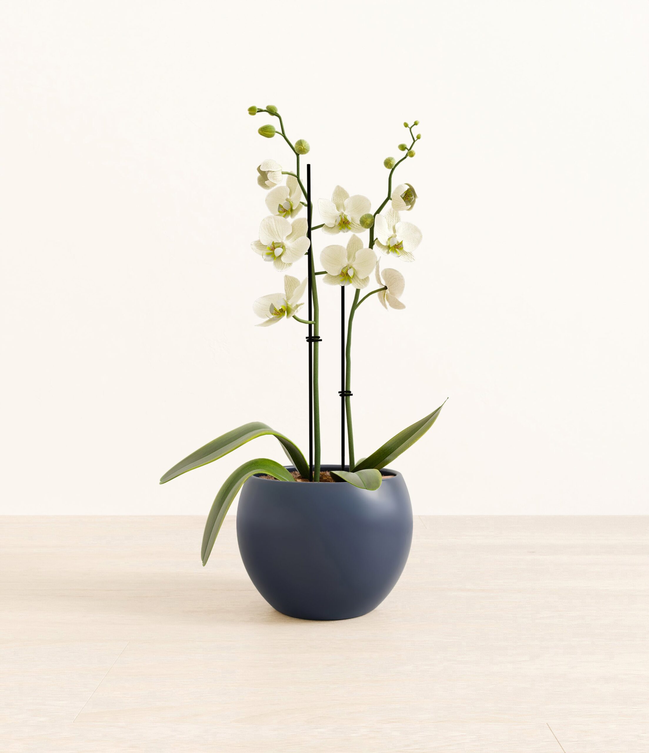 0004_282-M-PHLWHT-MM-BLU31M.jpg