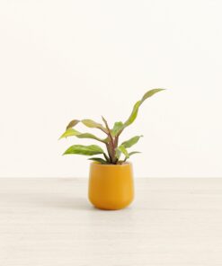 Philodendron Orange Marmalade - Small Amber