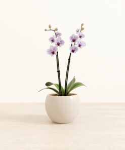 Striped White Orchid - Medium Monet