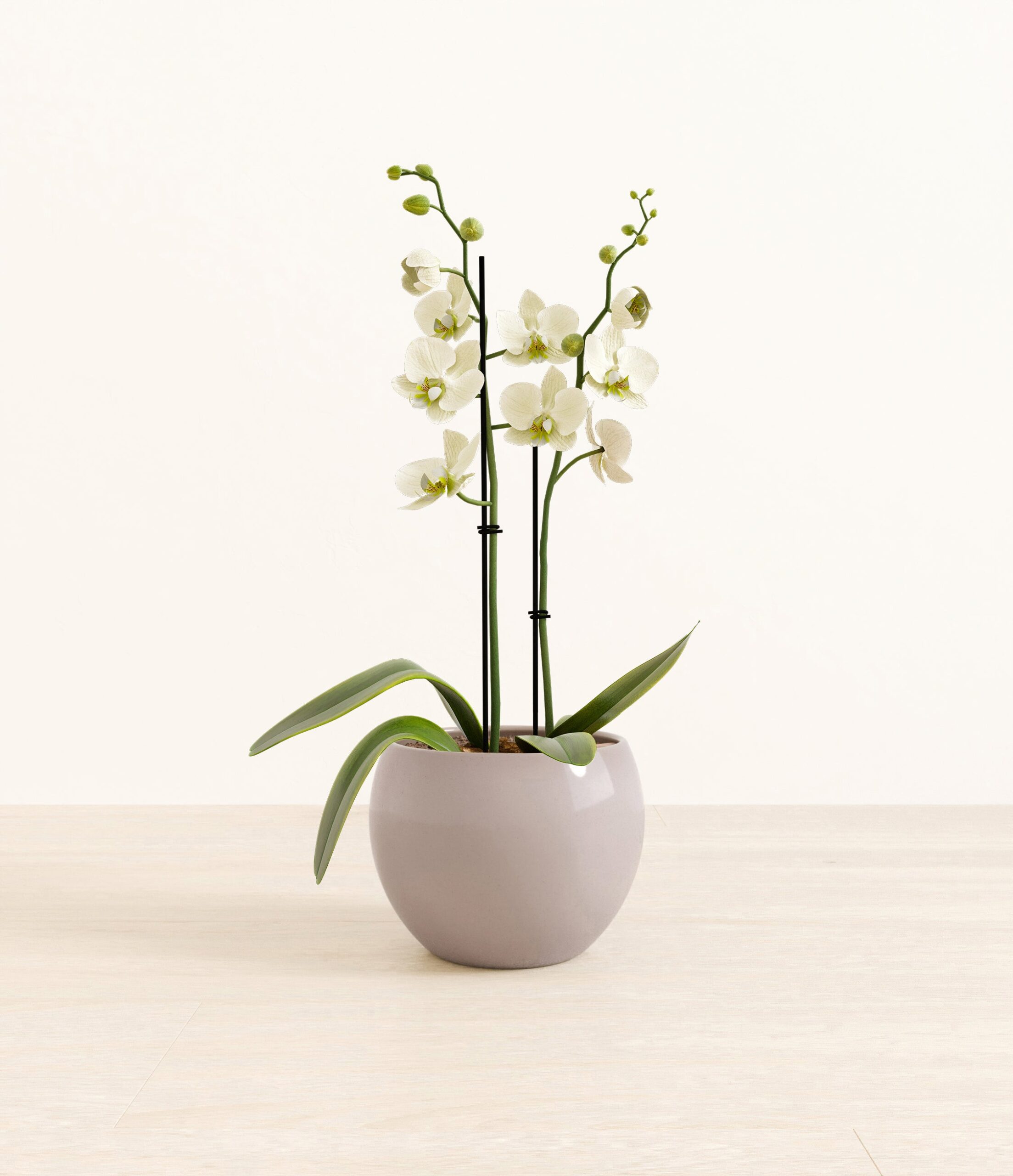 0005_282-M-PHLWHT-MM-GRY39G.jpg
