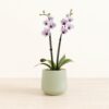 Striped White Orchid - Medium Amber