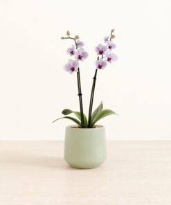 Striped White Orchid - Medium Amber