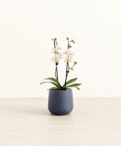 Zurich White Orchid - Small Amber