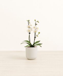 Zurich White Orchid - Small Small Yoko