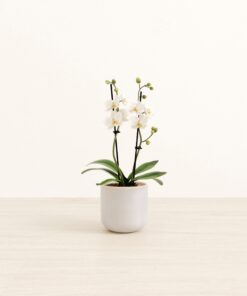 Zurich White Orchid - Small Small Yoko