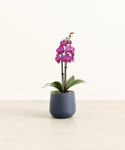 Bogota Purple Orchid - Small Amber