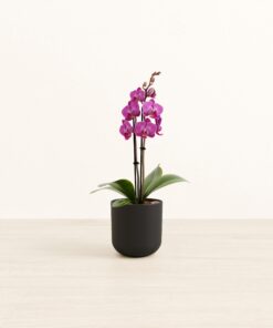 Bogota Purple Orchid - Small Small Yoko