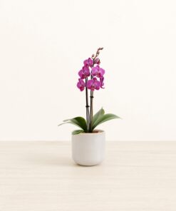 Bogota Purple Orchid - Small Small Yoko