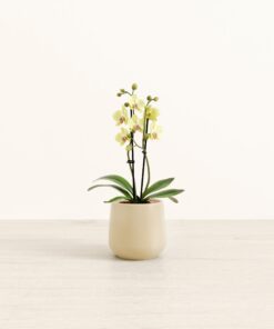 Sun Seeker Yellow Orchid - Small Amber