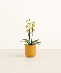 Sun Seeker Yellow Orchid - Small Small Yoko