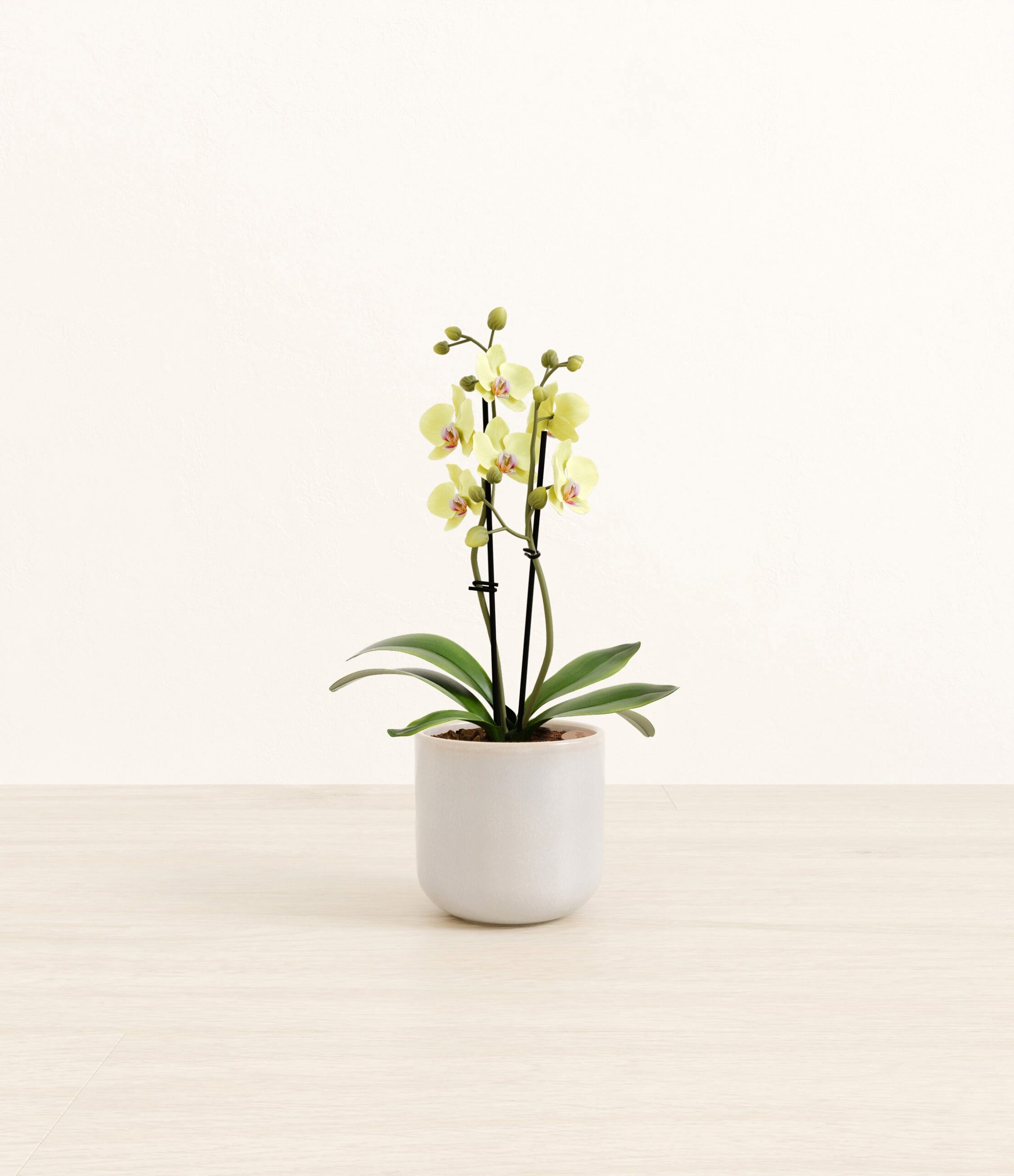 1004-S-PHLSNS-SY_Snowdrift_White.jpg