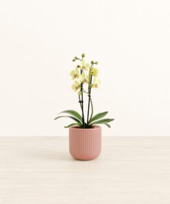 Sun Seeker Yellow Orchid - Small Small Yoko