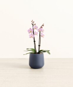 Annecy Lilac Orchid - Small Amber
