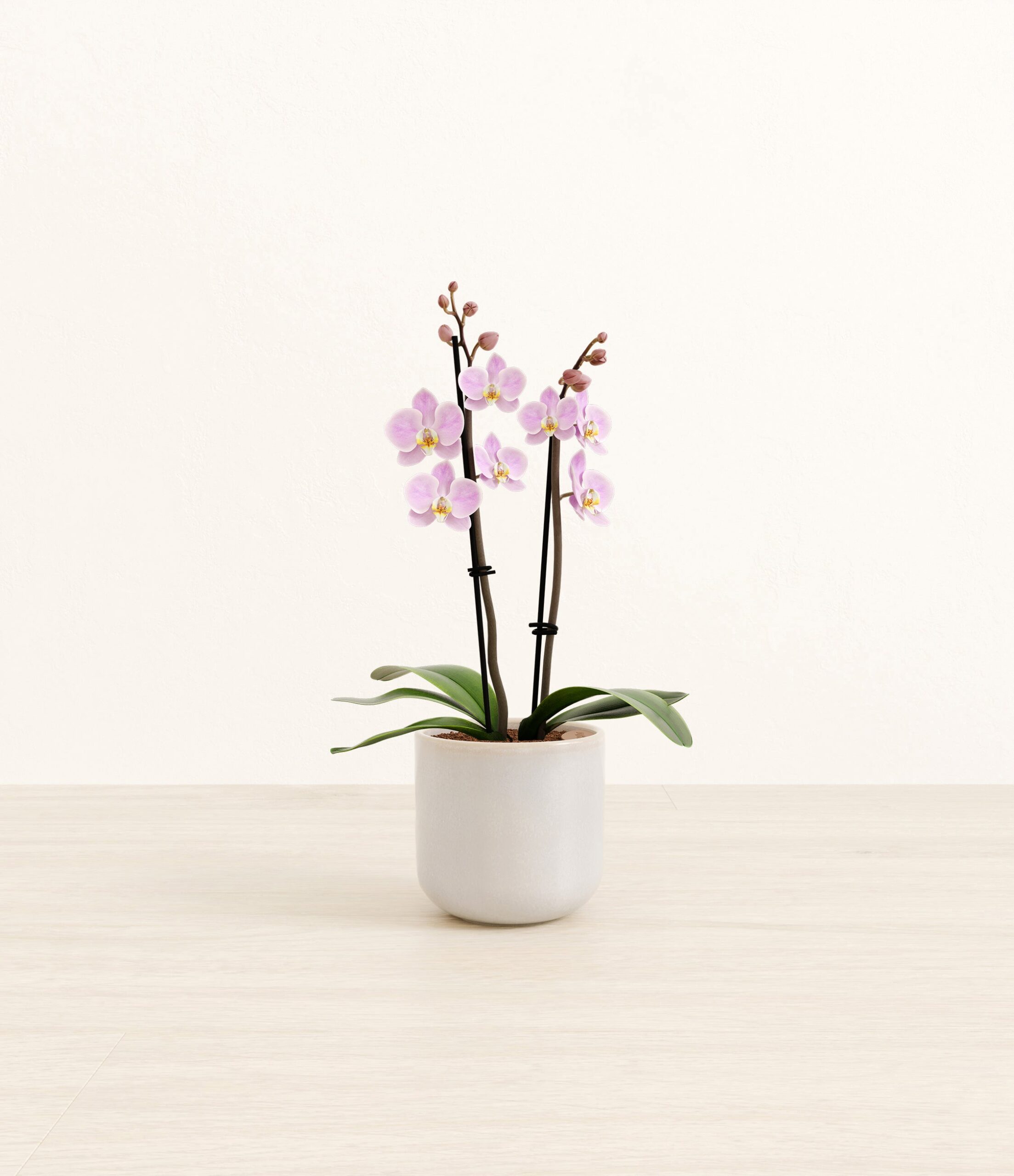 1007-S-PHLANN-SY_Snowdrift_White.jpg
