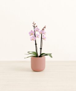 Annecy Lilac Orchid - Small Small Yoko