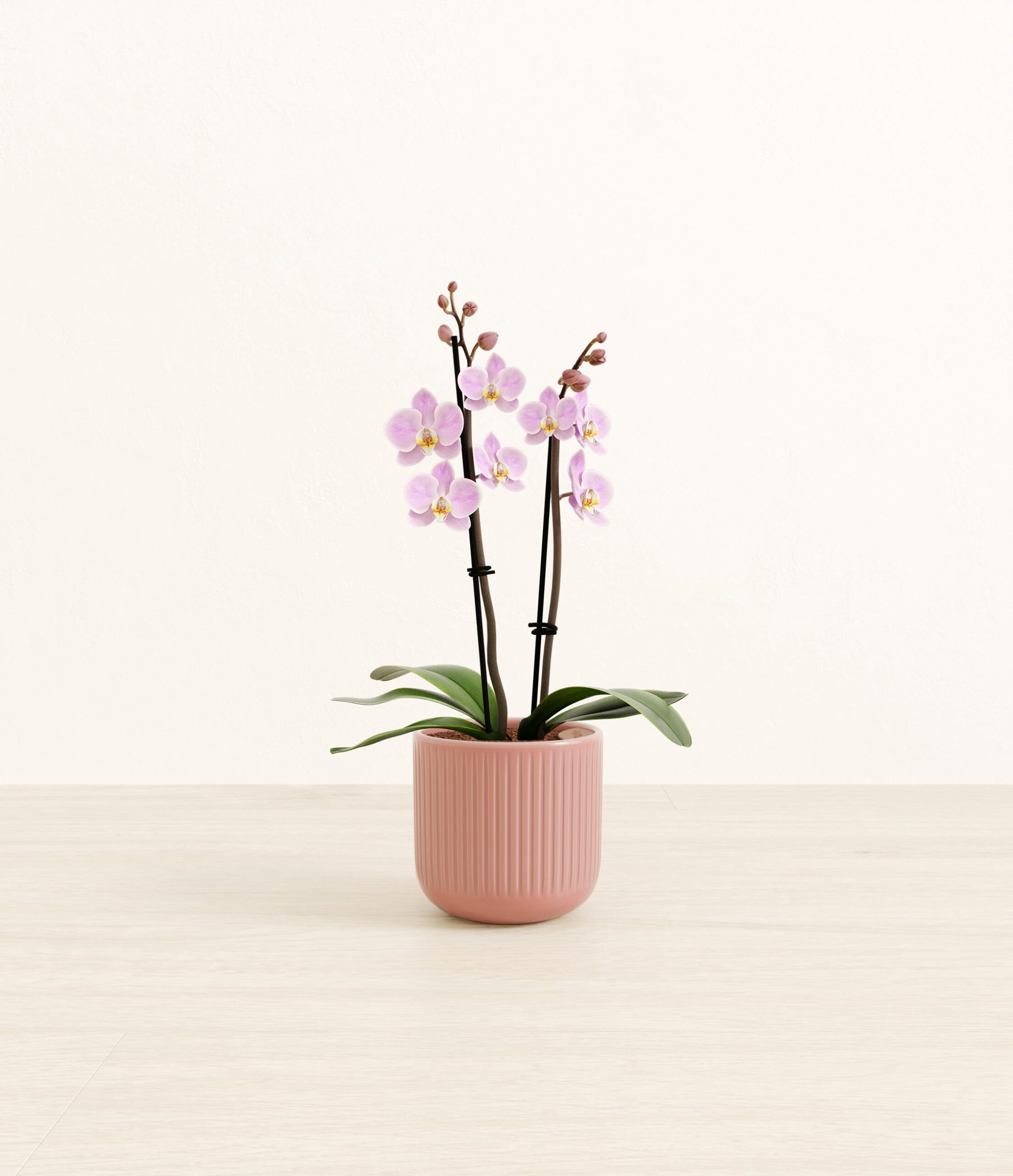 1007-S-PHLANN-SY_pink_striped.jpg