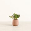 Peperomia Ginny Tricolor - Small Amber