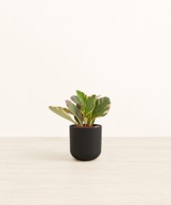 Peperomia Ginny Tricolor - Small Small Yoko