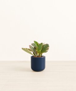 Peperomia Ginny Tricolor - Small Small Yoko