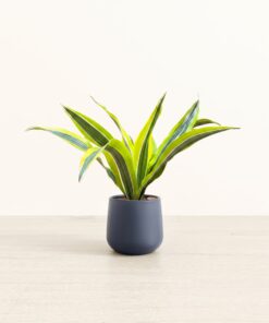 Dracaena Lemon Lime - Small Amber