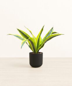 Dracaena Lemon Lime - Small Small Yoko