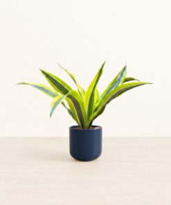 Dracaena Lemon Lime - Small Small Yoko