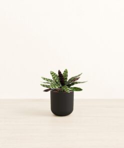 Rattlesnake Calathea - Small Small Yoko