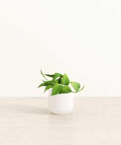 Jade Pothos - Small Amber