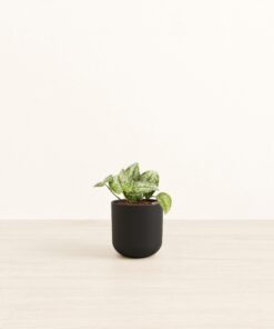 Silver Pothos - Small Small Yoko