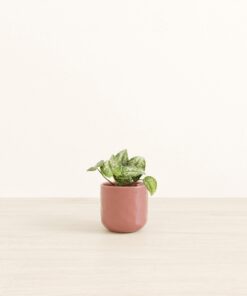 Silver Pothos - Small Small Yoko