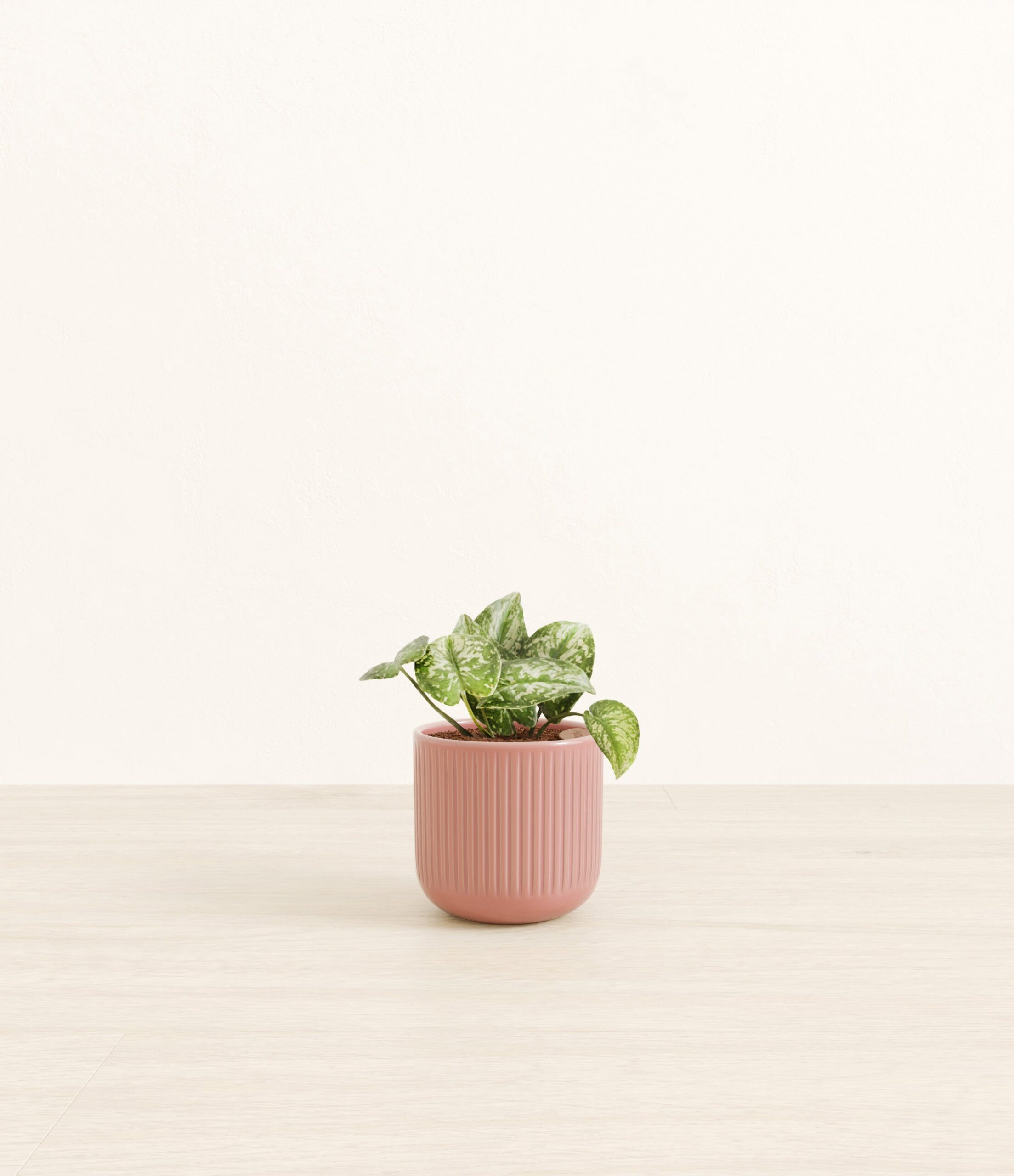 102-S-PHTSLV-SY_pink_striped.jpg