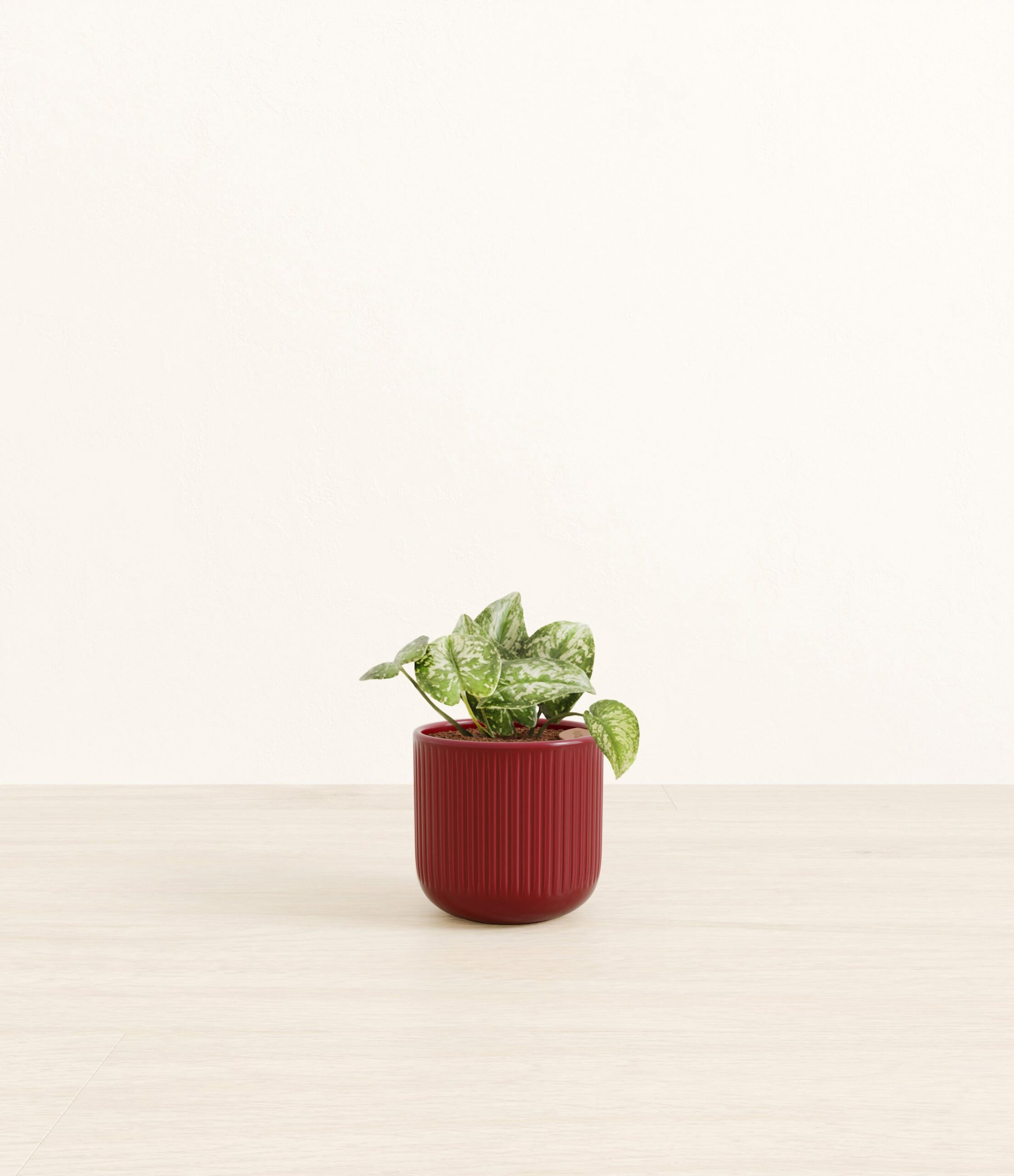 102-S-PHTSLV-SY_red_striped.jpg