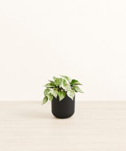 Marble Pothos - Small Small Yoko