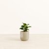 Peperomia - Small Small Yoko