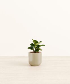Peperomia - Small Small Yoko