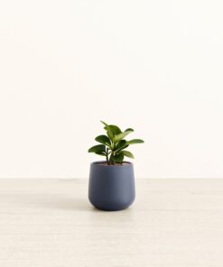 Peperomia - Small Amber