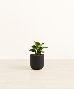 Peperomia - Small Small Yoko