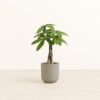Money Tree - Small Small Yoko